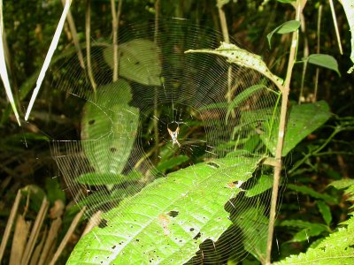 Picture of forest spider's web