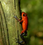 Tree frog